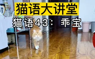 Descargar video: 只要大声播放猫语“乖宝”，你家猫就会过来陪着你！