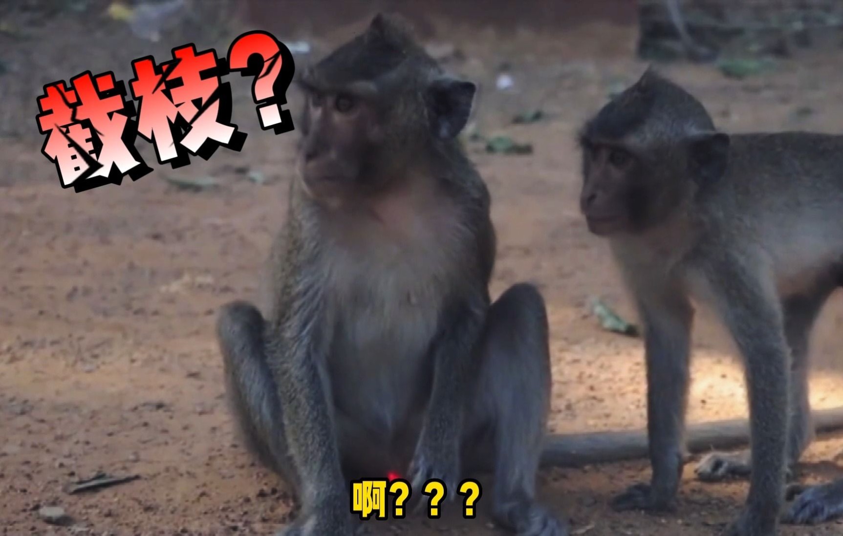 当好奇的猴子遇上了激光灯会发生什么-猫后生-猫后生-哔哩哔哩视频