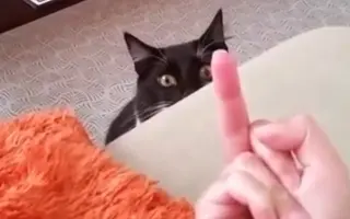 中指猫_ 搜索结果_哔哩哔哩_Bilibili