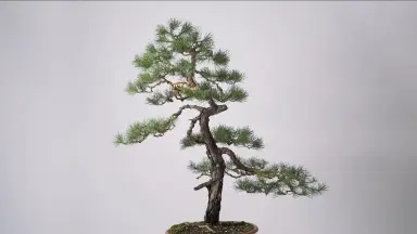 Bonsai Releaf-_Bilibili