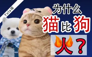 Download Video: 猫咪为什么比狗狗受欢迎？为什么有猫经济而没有狗经济？