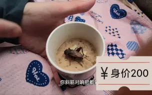 Video herunterladen: 一条黑虫花200块钱，值吗？