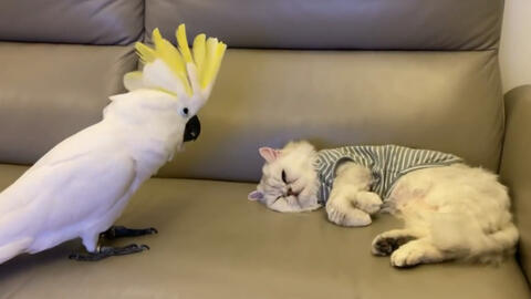 凤头鹦鹉 鹦恶到头终有猫 哔哩哔哩 Bilibili