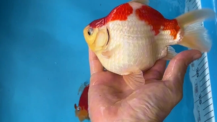 《玉鲭》精品小玉鲭,16公分左右夏日小清新,鱼缸新宠