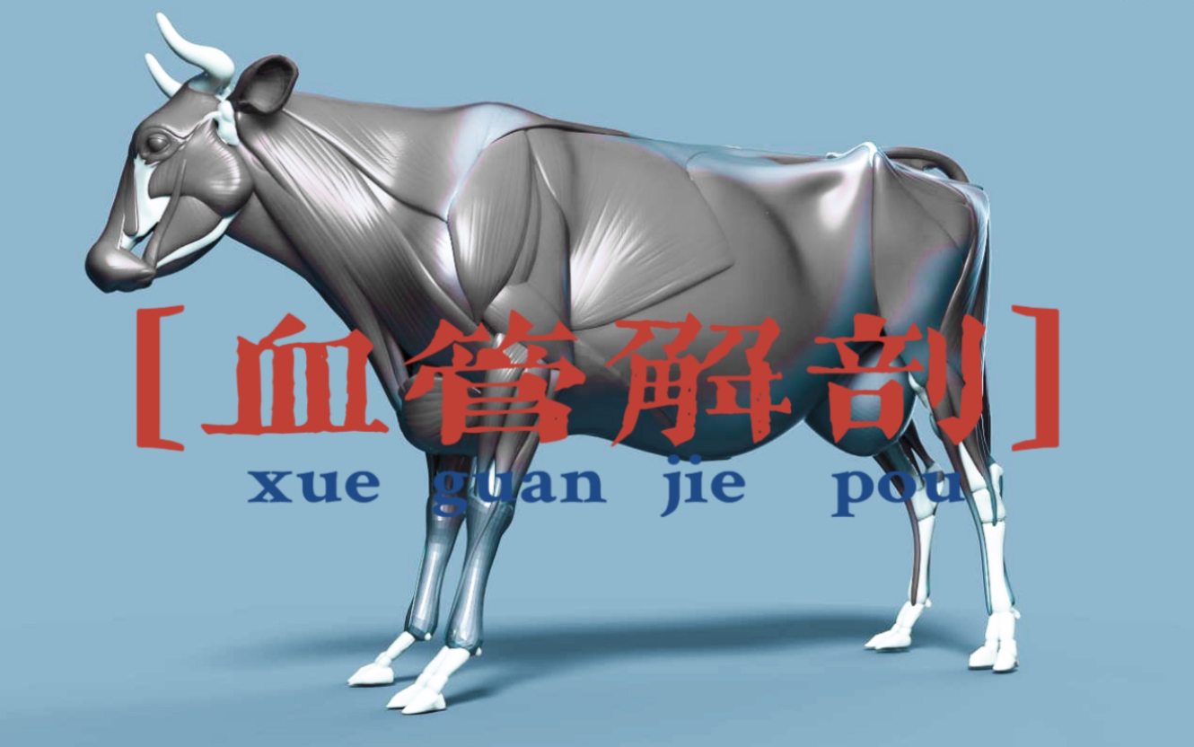 【动物解剖学】4k60帧 牛前肢血管 讲解