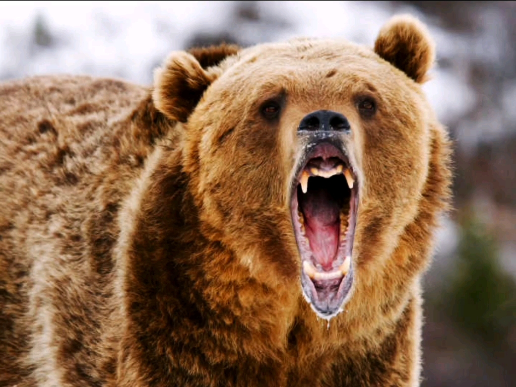 《嗜血灰熊1》第一集:他们徒步旅行,没想到激怒了大灰熊,男人能否成功