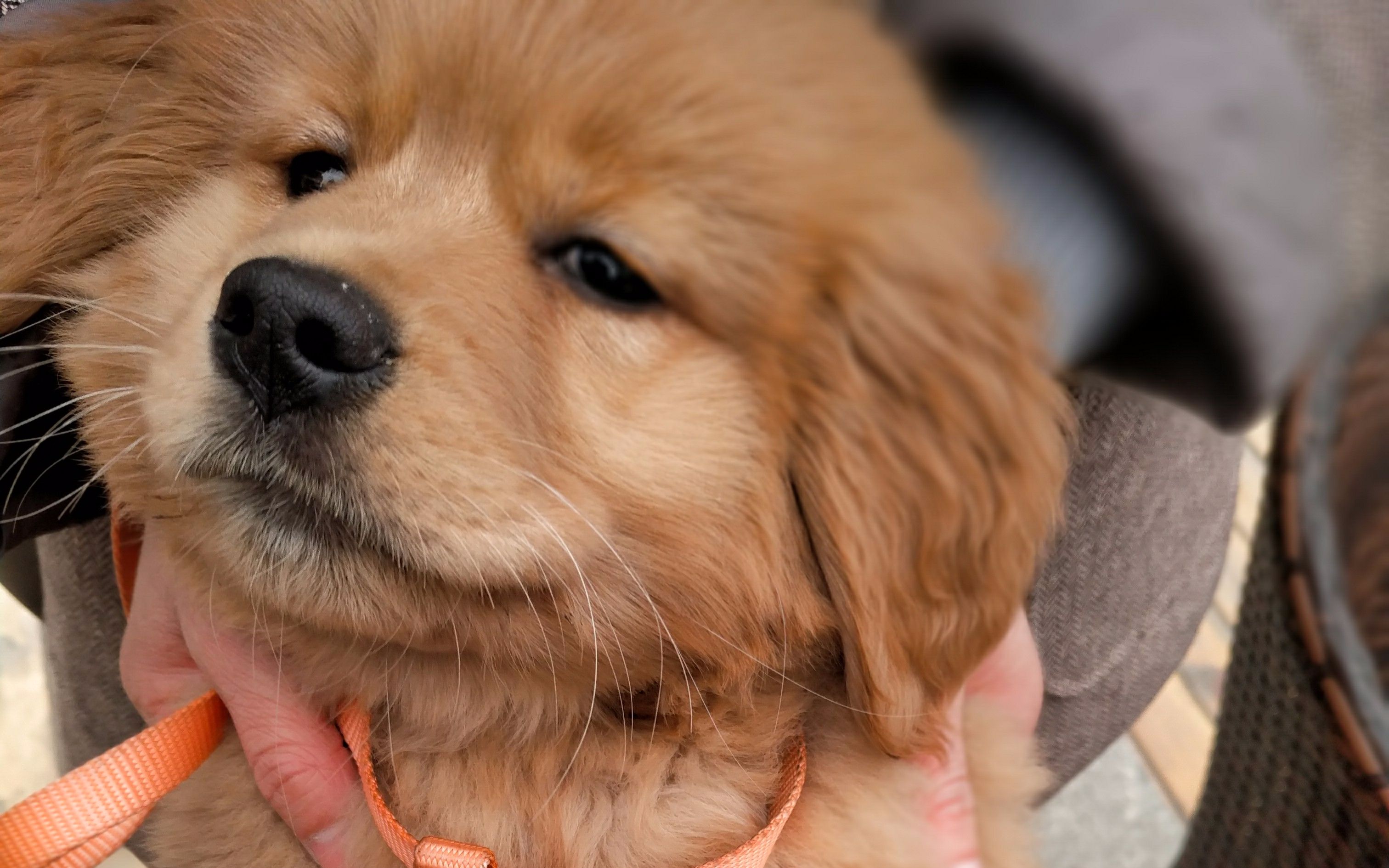 与小金毛locky的日常记录