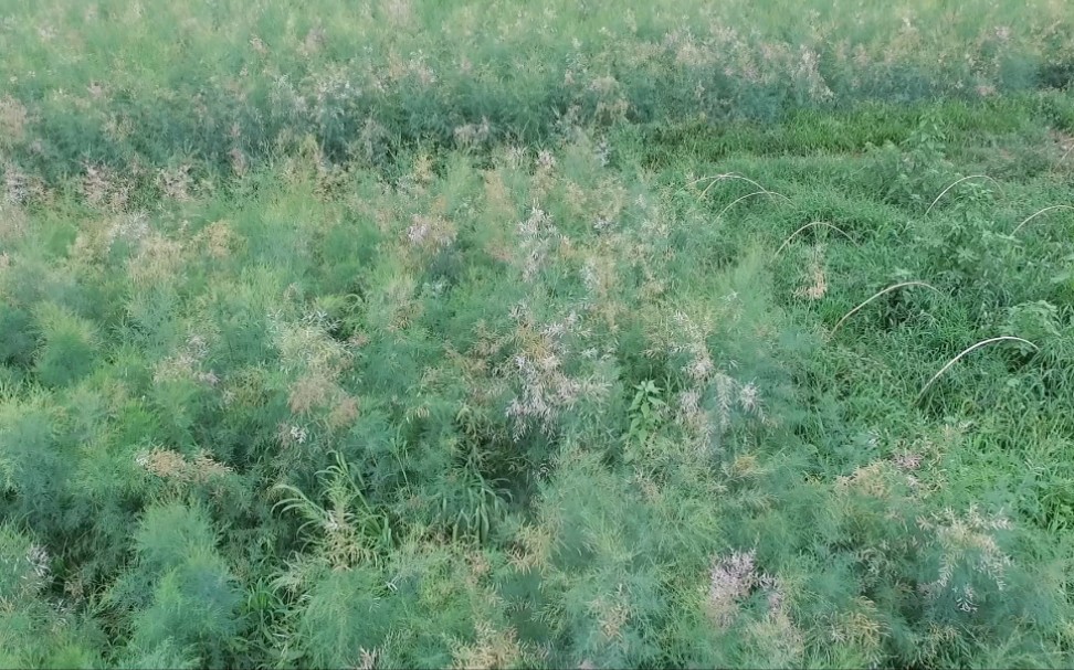 [图]无人机镜头下的红柳地。鲁氏红柳开花了。