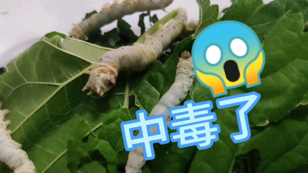 养蚕日记(五) 蚕中毒了