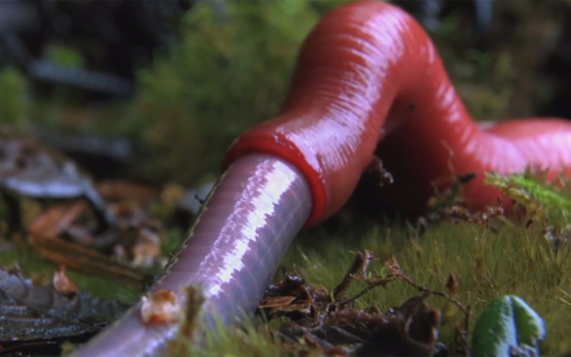 半米红色蚂蟥生吞大蚯蚓河马鳄鱼见到都闻风丧胆