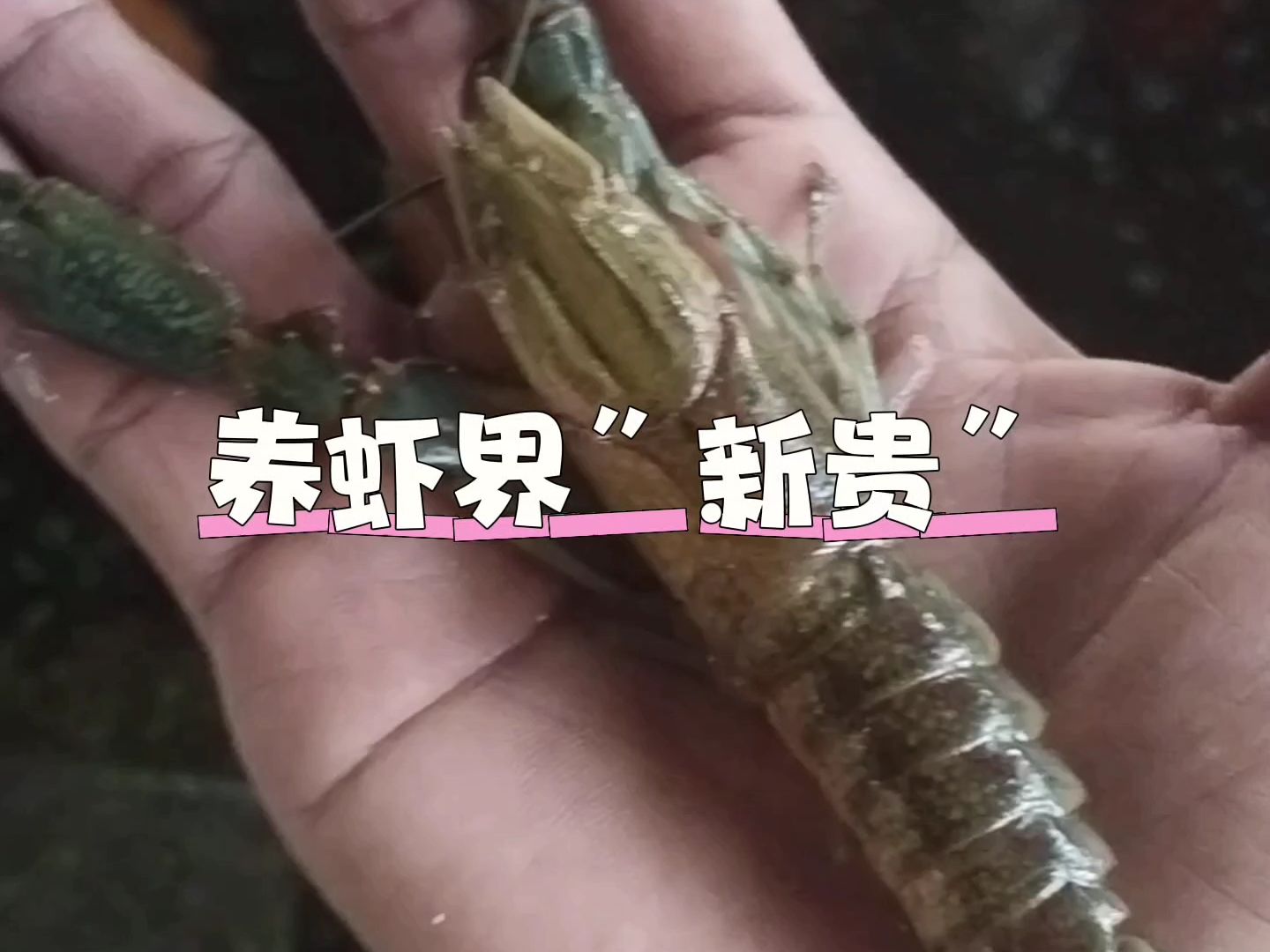 养虾界的新贵!澳洲淡水龙虾,为什么越来越火!