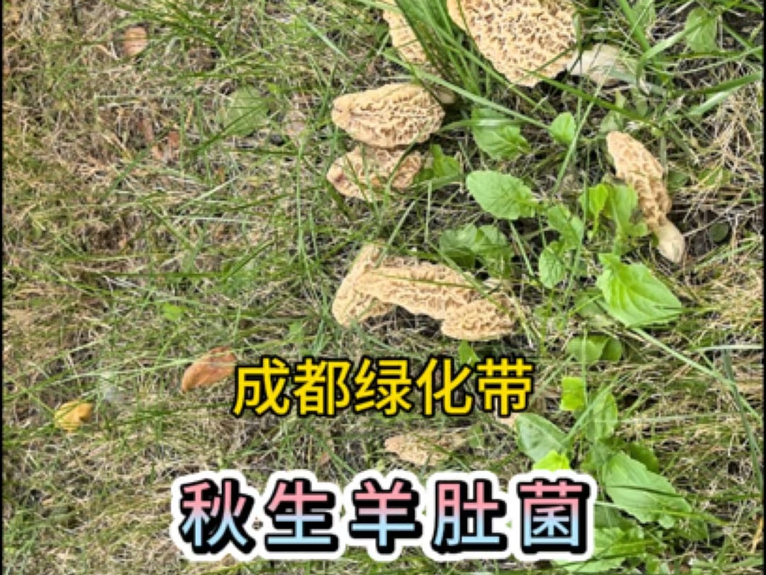 秋生羊肚菌,成都绿化带又出新菌子啦!哔哩哔哩bilibili