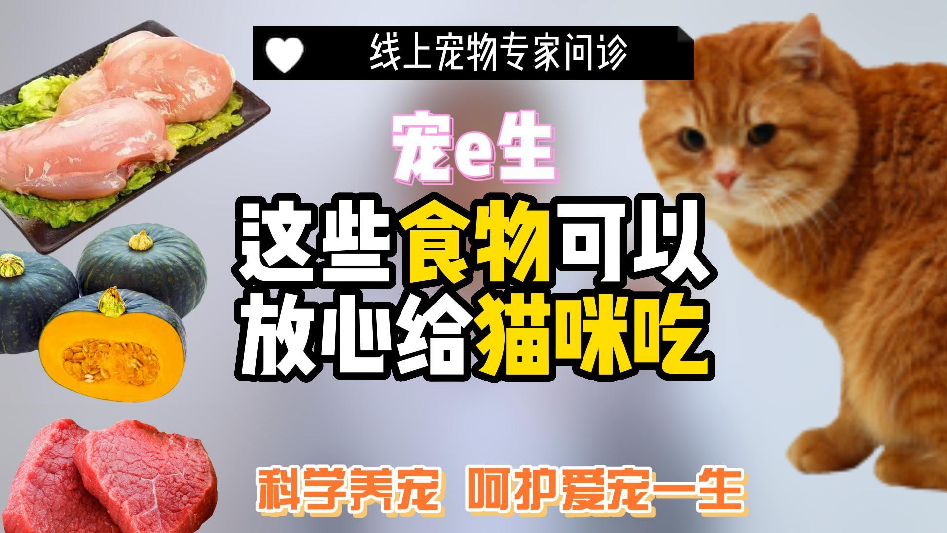 除了猫粮,猫咪还可以吃这些食物,营养更充足哔哩哔哩bilibili