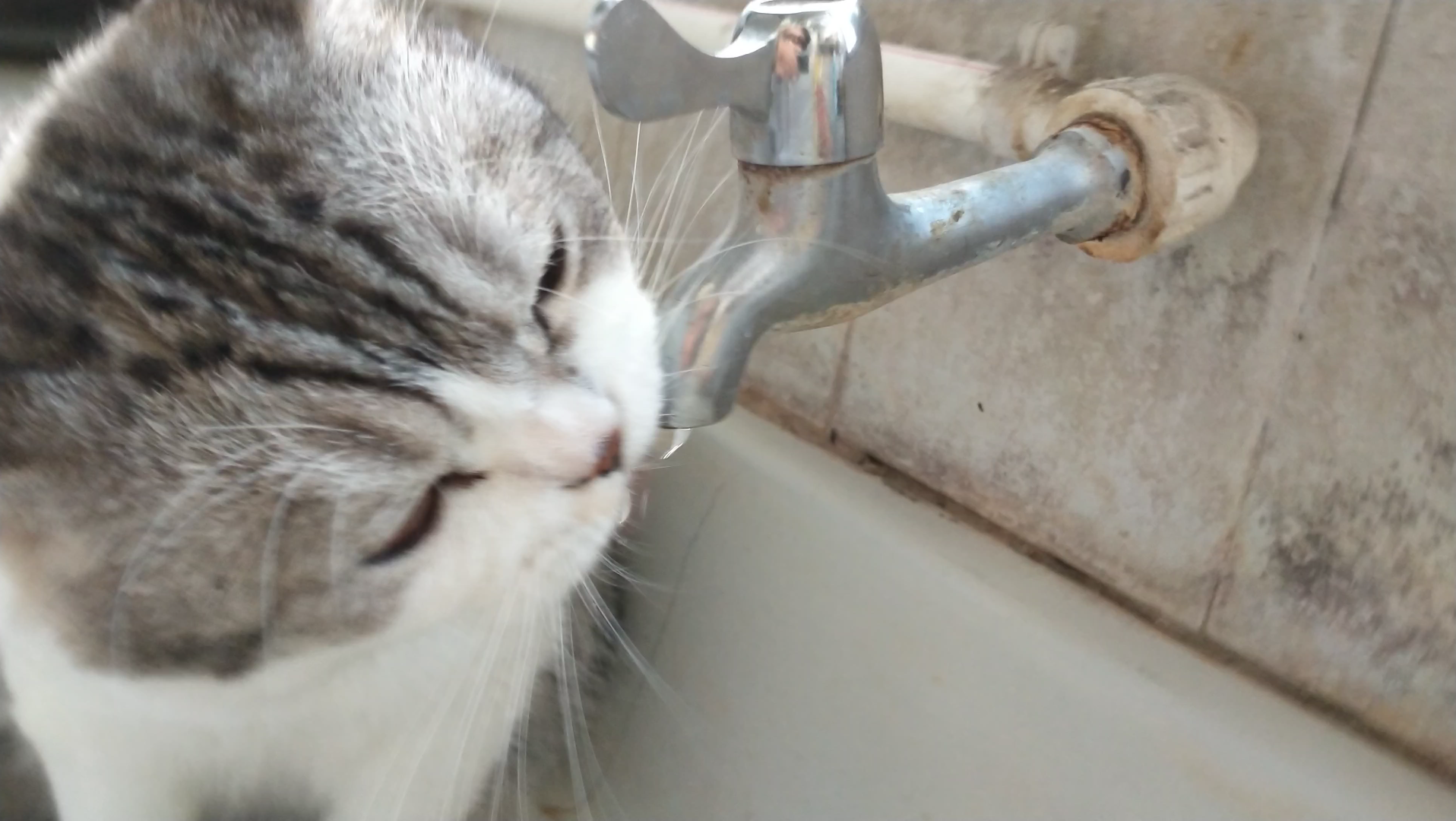 活动  见过开水龙头喝水的猫猫吗?