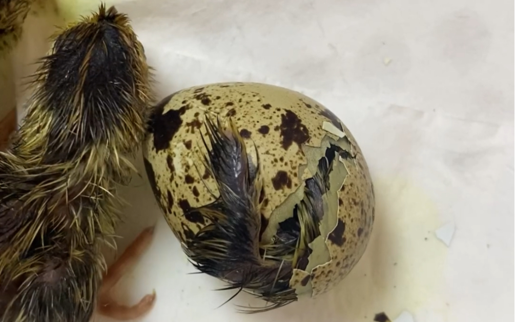 第一次孵化.记录一只鹌鹑出壳的过程