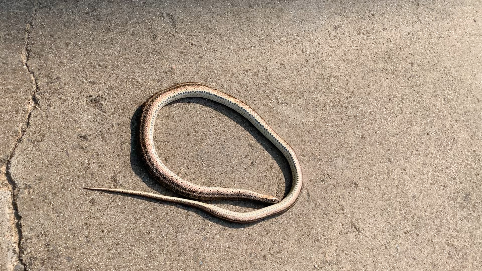 路边发现一条"嗝屁太攀蛇"