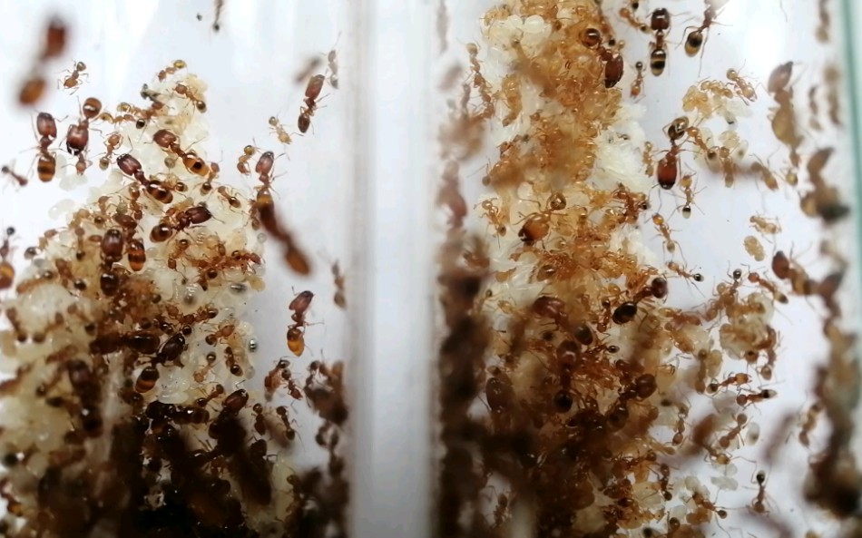 疑是皮氏大头蚁和淡黄大头蚁