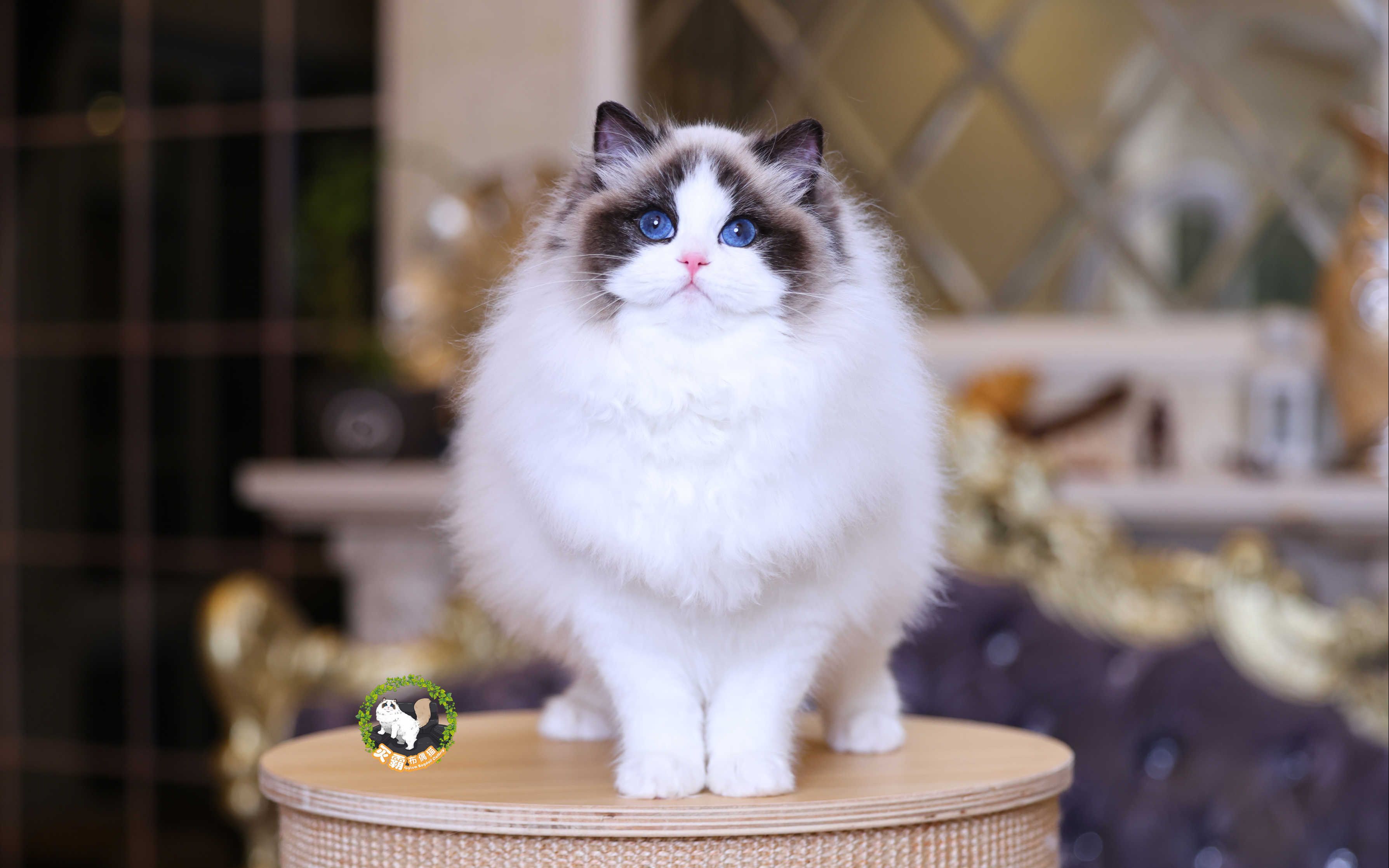 灭霸布偶猫戴安妹妹