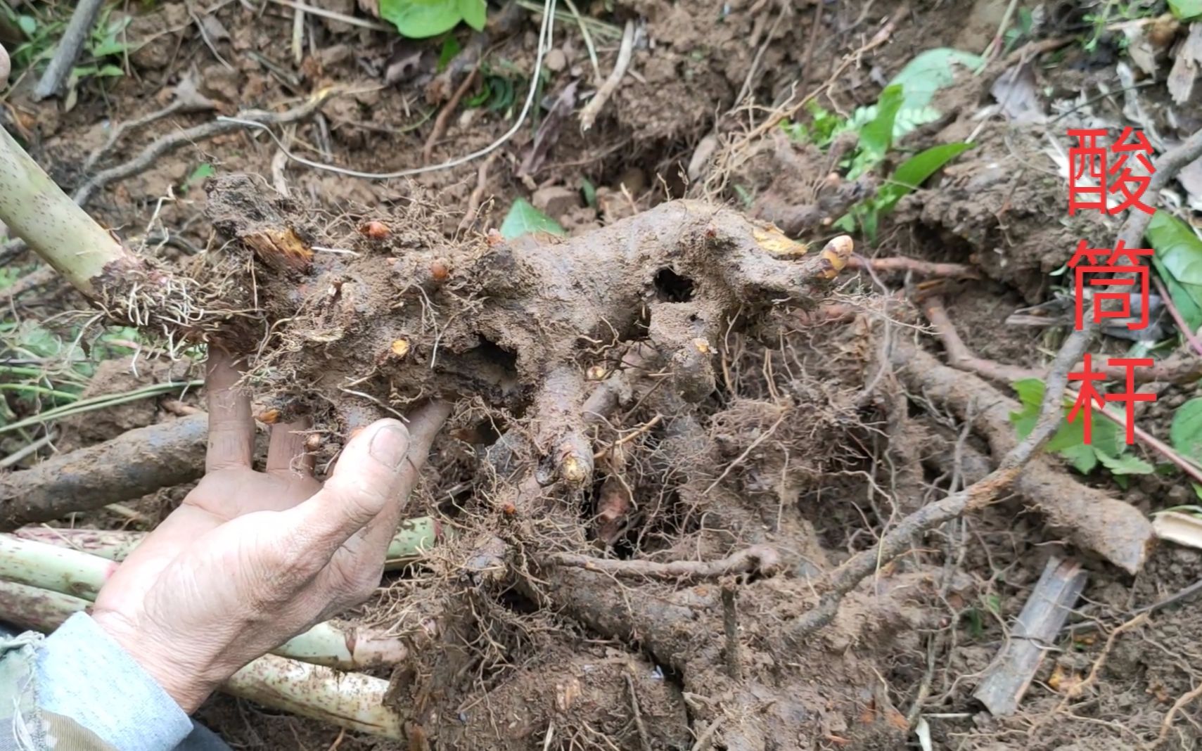 以前农村喂猪的酸筒杆现在都很值钱了你们那里也有吗