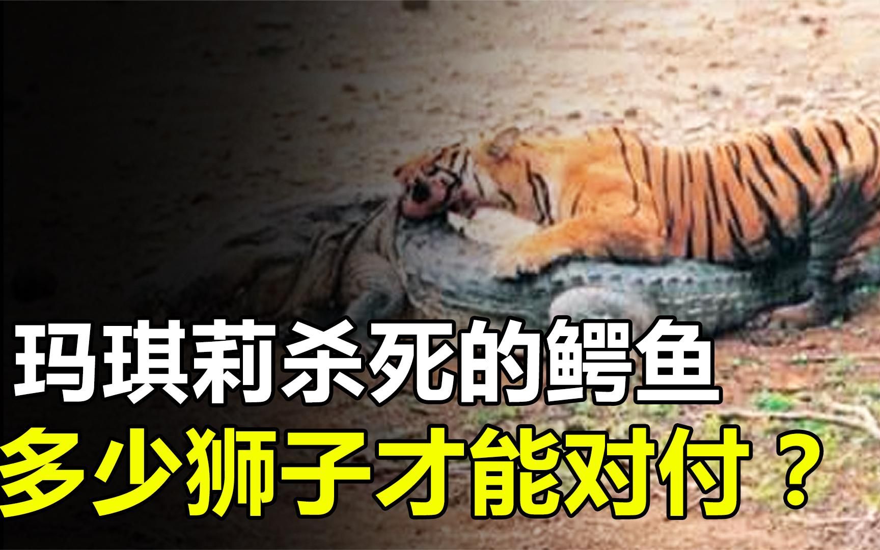 老虎玛琪莉杀死的那只鳄鱼,需要多少只狮子才能对付呢?