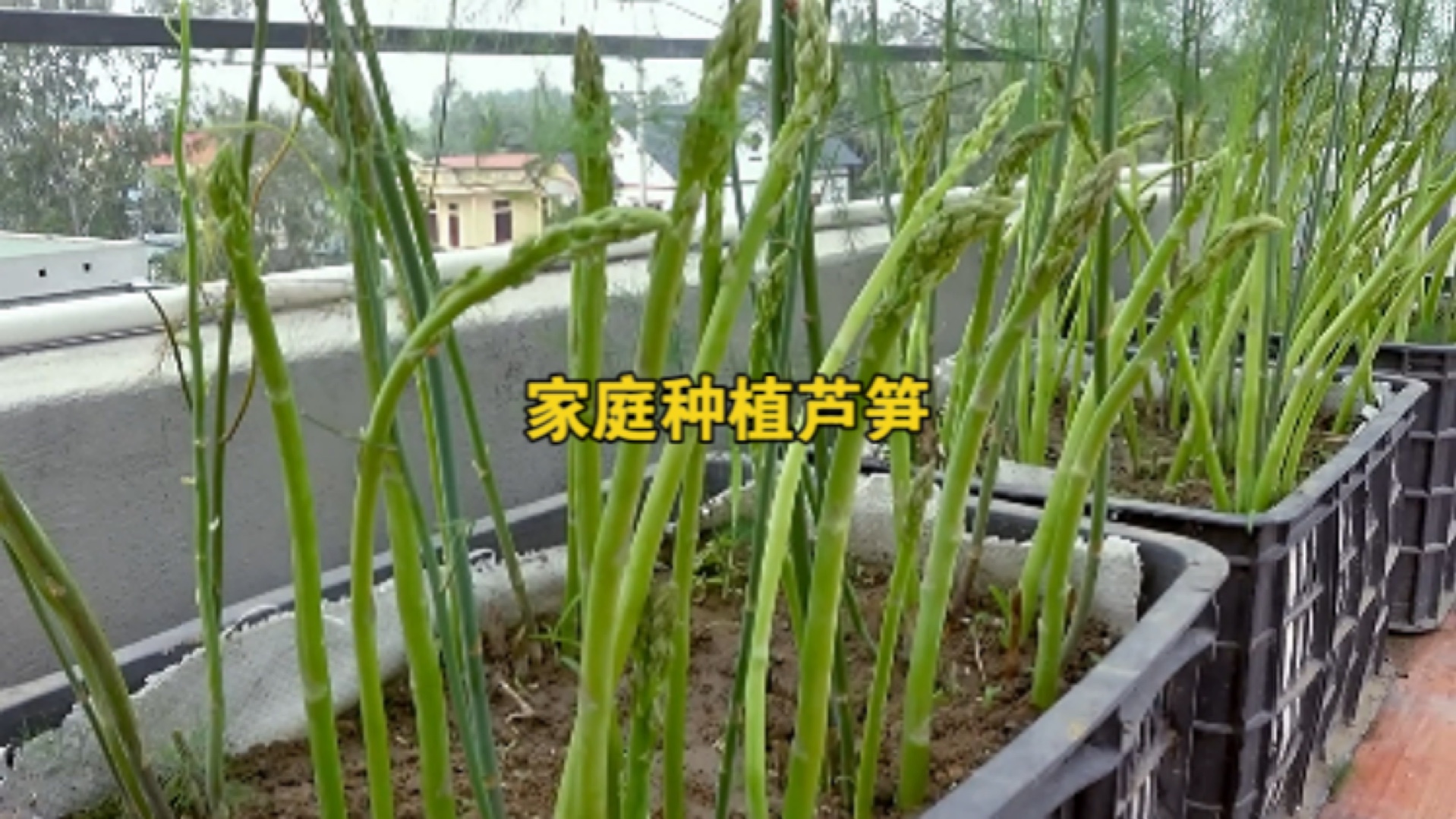 家庭种植芦笋,其实方法特别的简单哔哩哔哩bilibili