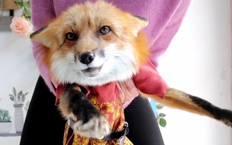 小狐狸穿汉服过新年喽 虎年吉祥