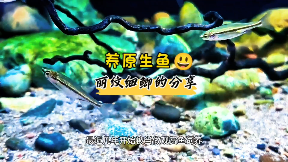 养原生鱼 丽纹细鲫的分享