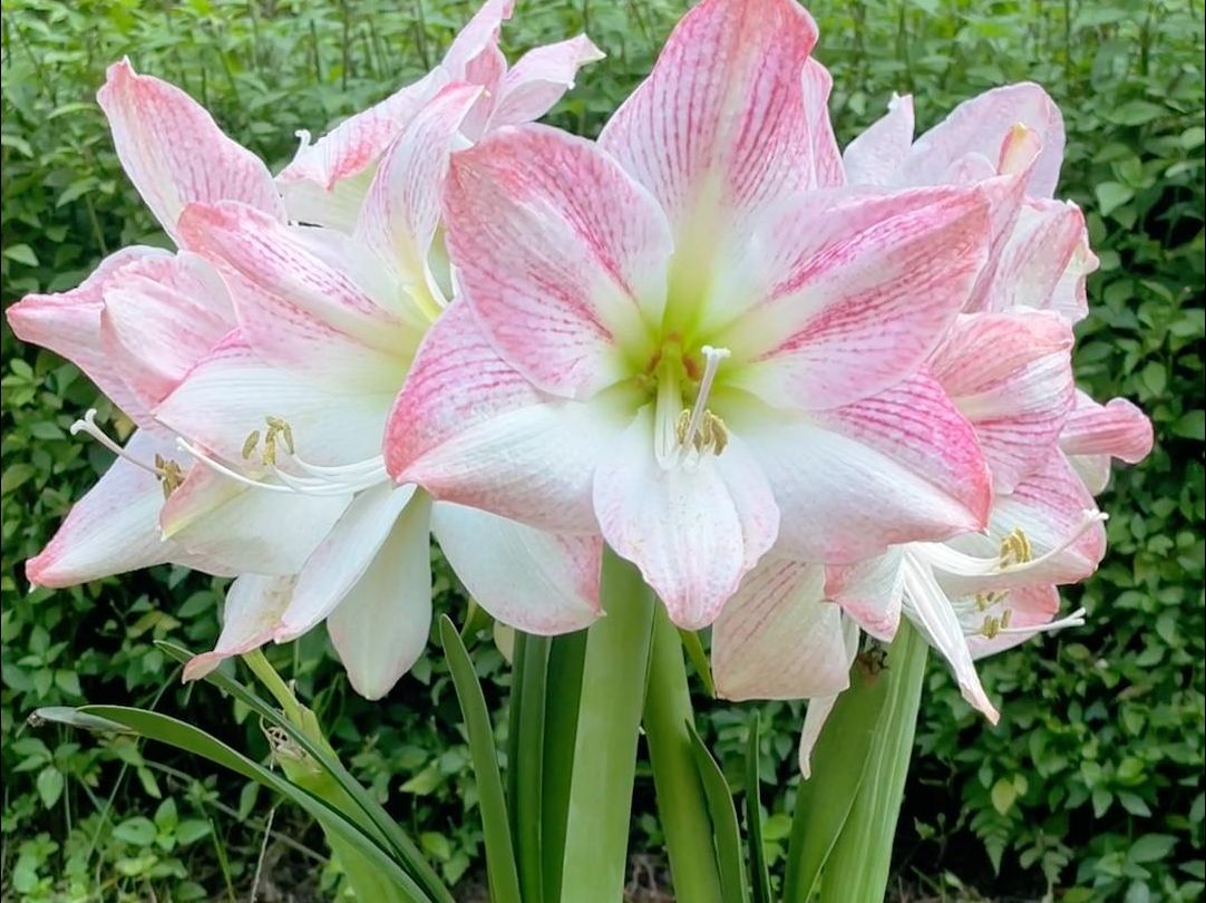 朱顶红樱花,经典永不淘汰