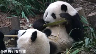 Скачать видео: 花花叶叶一起吃饭饭！两个乖宝宝呀！