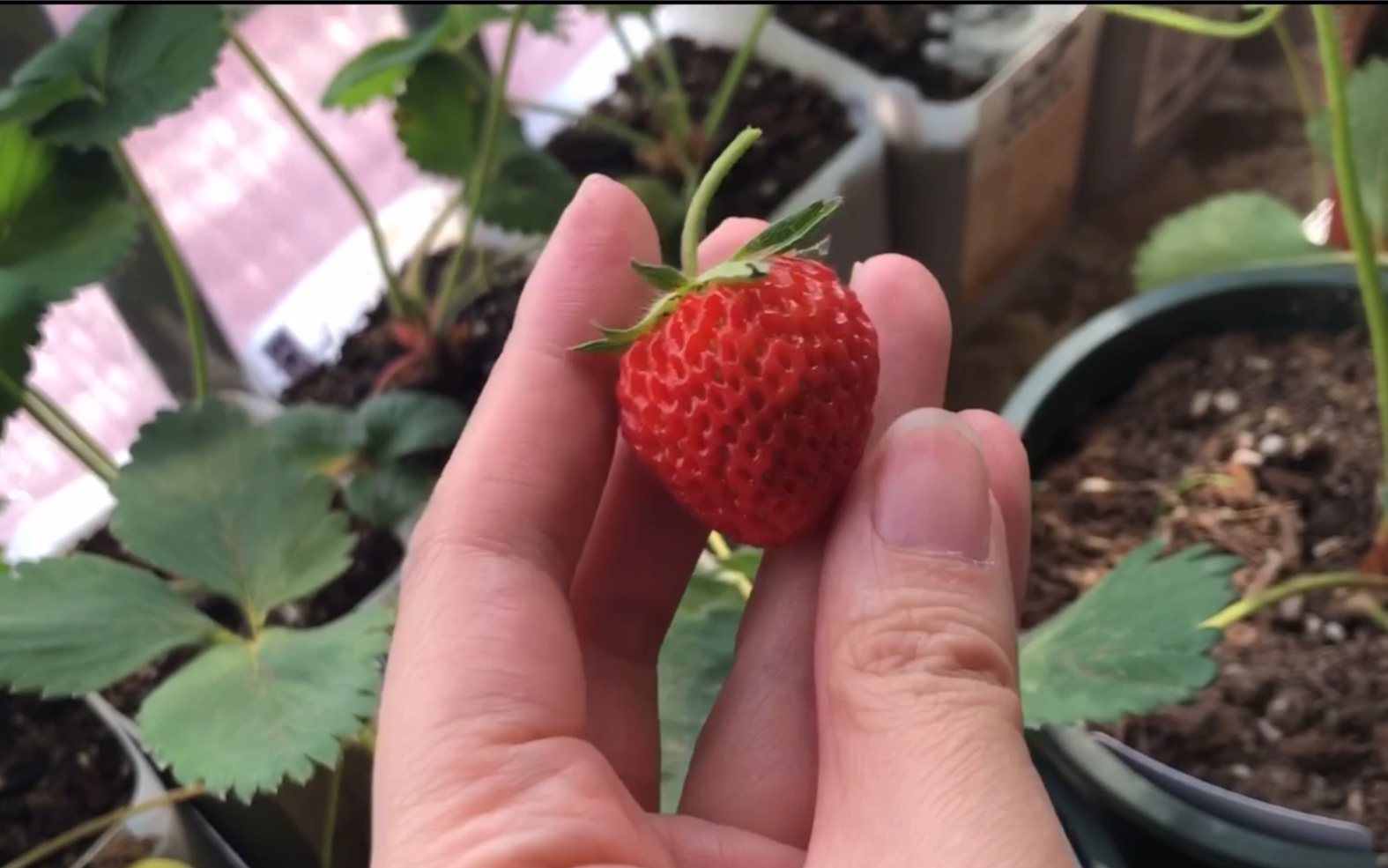 摘草莓之 几颗越后姬熟了 摘下来尝尝