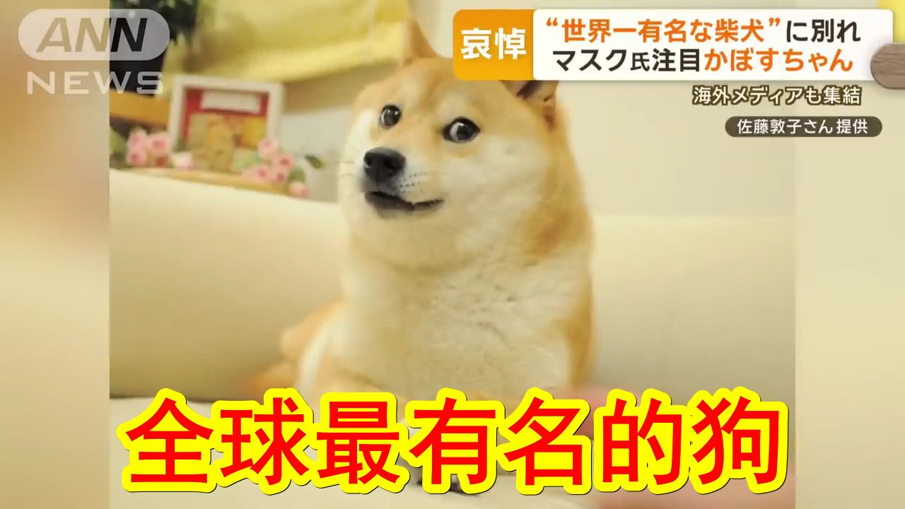 【中日双语】著名Dog表情包原型柴犬离世,甚至引发马斯克关注.谁能想到,火遍全球的它原本竟是一只救助犬,其主人将其照片进行慈善拍卖,并呼吁人...