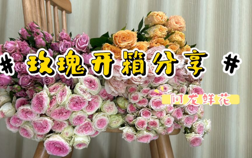 鲜花开箱|玫瑰开箱分享|没养过的品种分享哔哩哔哩bilibili