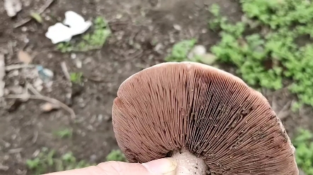 四孢蘑菇,发现地江苏镇江