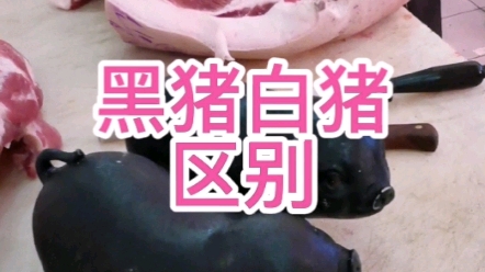 黑猪和白猪肉的区别哔哩哔哩bilibili