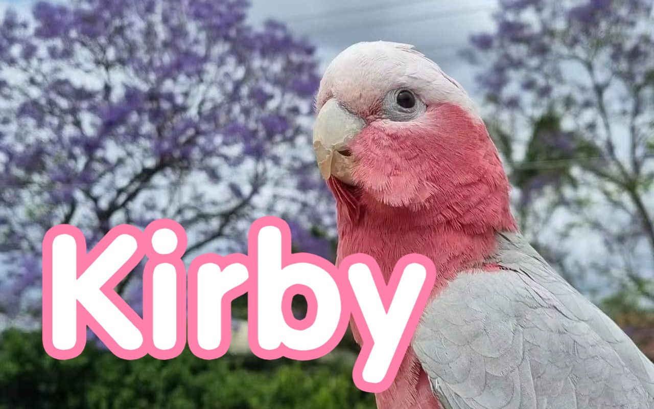 【kirby】谁是世界上最可爱的粉葵啊?