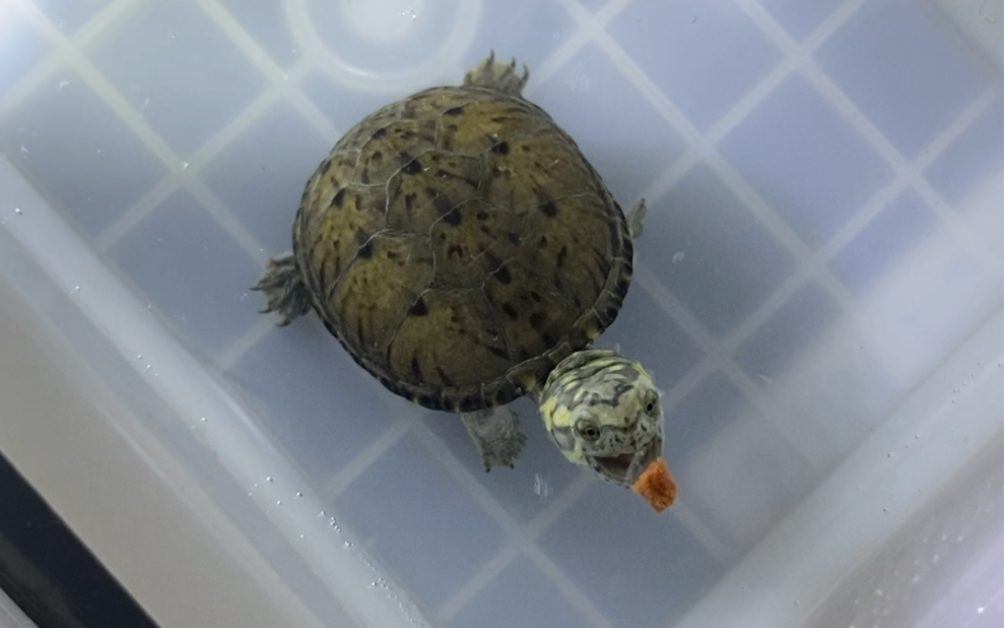 小头盔泥龟吃东西