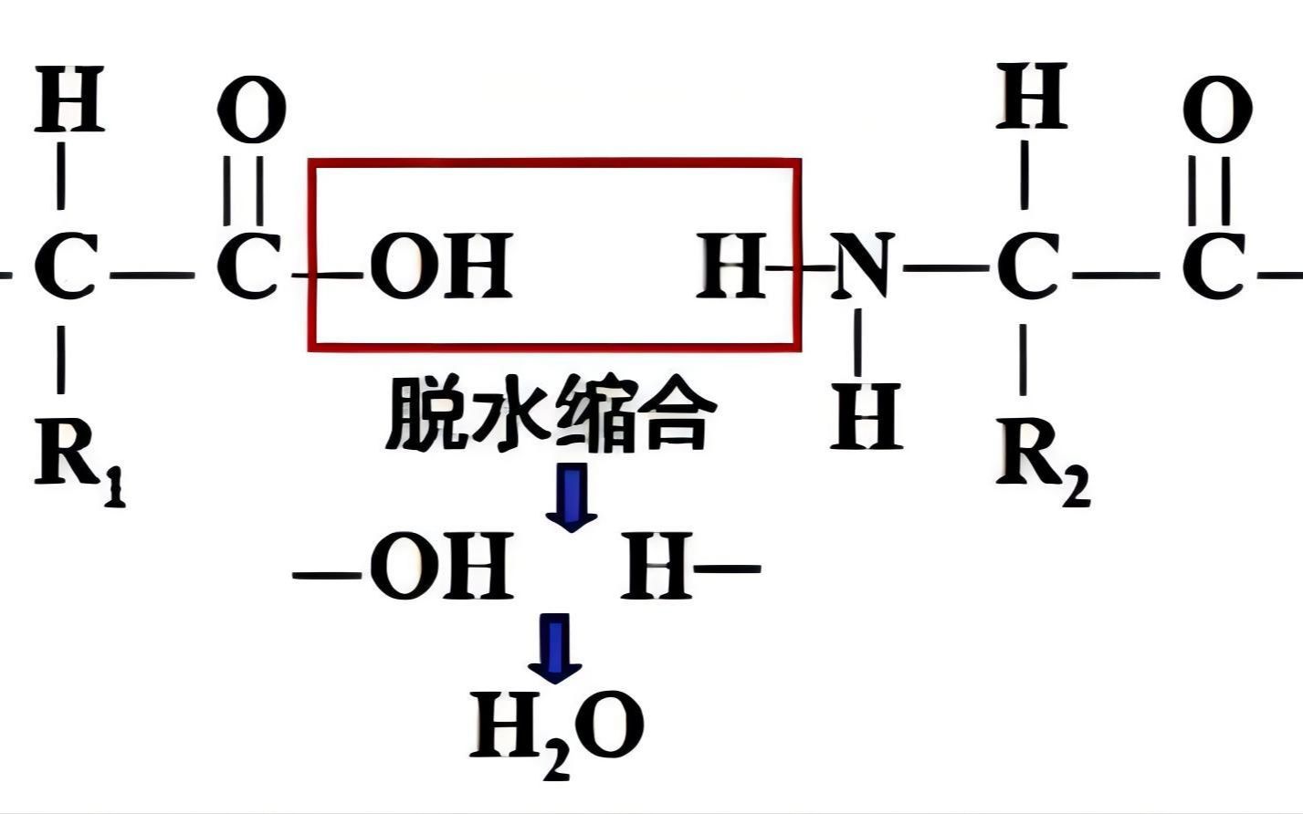 8.氨基酸通过什么方式连接形成肽?该过程形成的化学键是什么?如何书写?哔哩哔哩bilibili