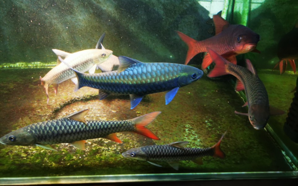 吉罗鱼哈_哔哩哔哩_bilibili