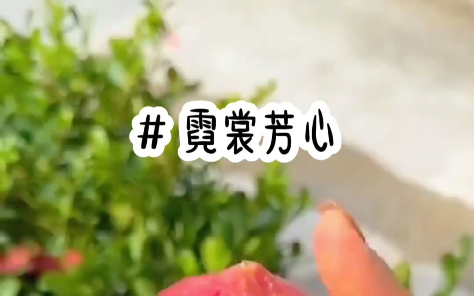 霓裳芳心哔哩哔哩bilibili