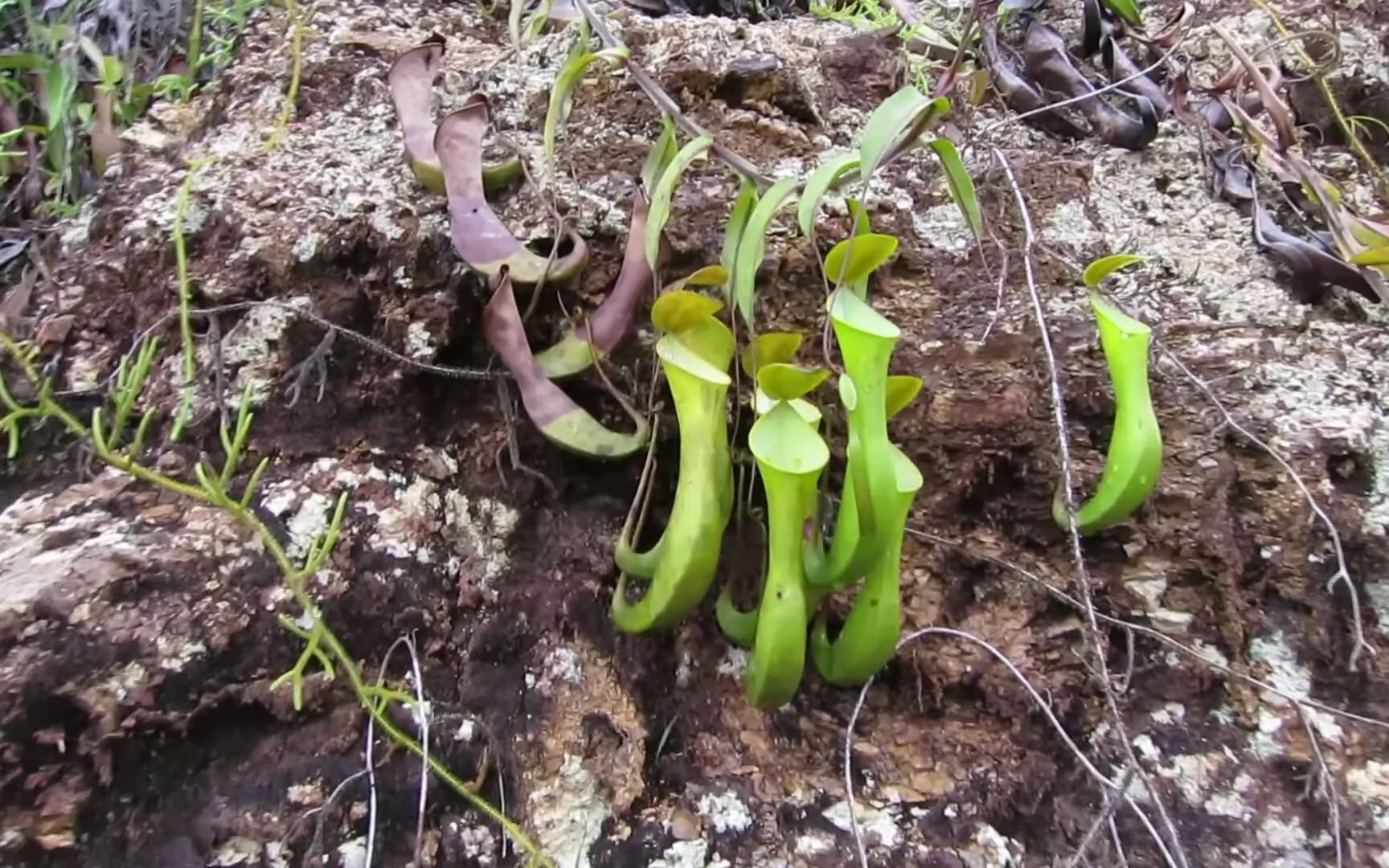 【狂野冰箱】婆罗洲岩壁上的野生猪笼草【2013 north eastern sarawak
