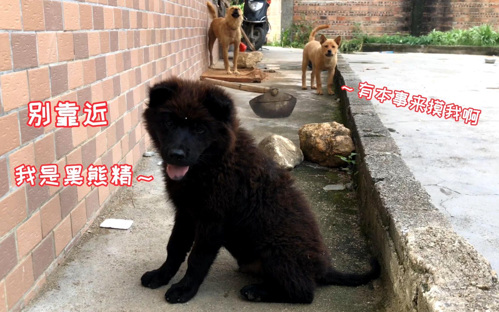 农村的小土狗很可爱,这次又遇到恶犬,还有黑熊精