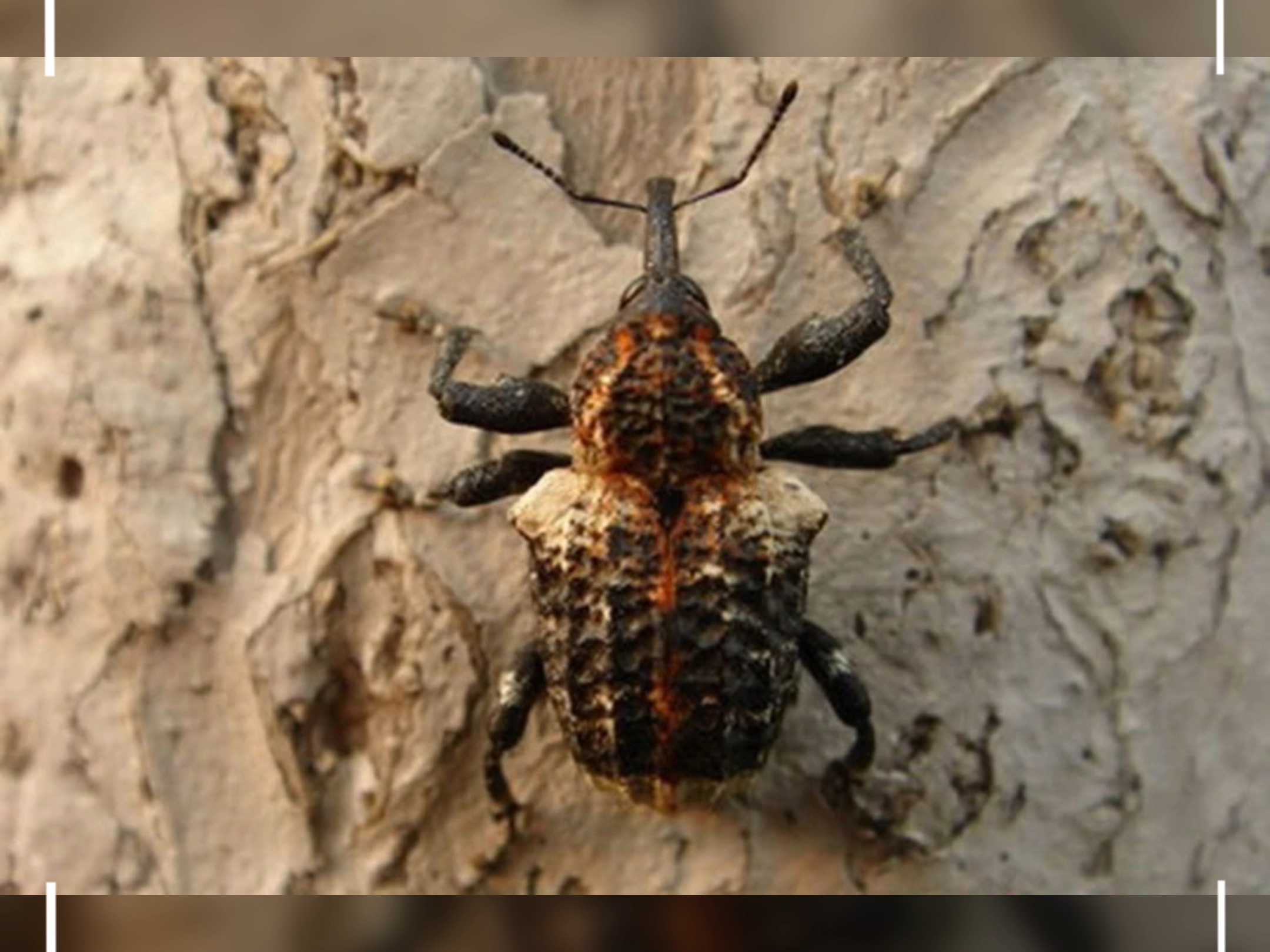 沟眶象(eucryptorrhynchus scrobiculatus )