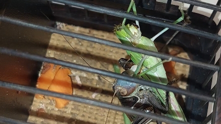 蝈蝈吃蚂蚁,灰蝈蝈太猛了