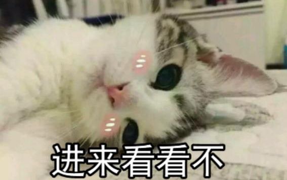 【个个盘点】治愈or致郁?国产动画的猫咪主角哔哩哔哩bilibili