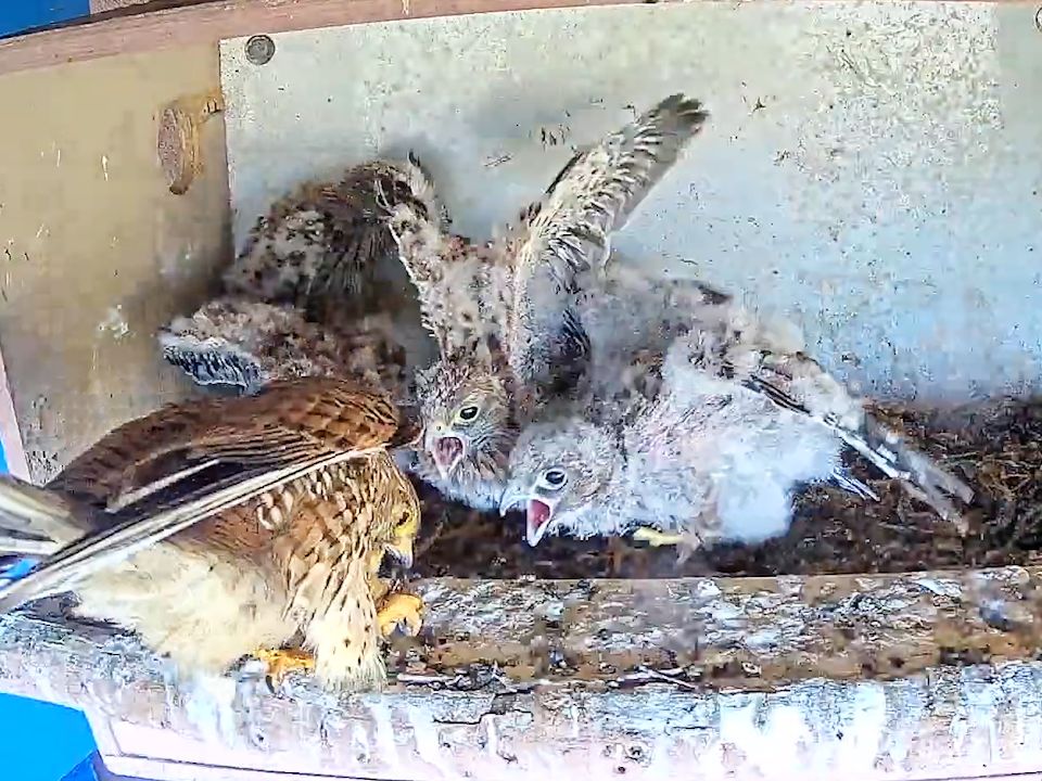 饿隼扑食!饥饿的红隼幼鸟,为了挣一口饭吃扑向隼妈