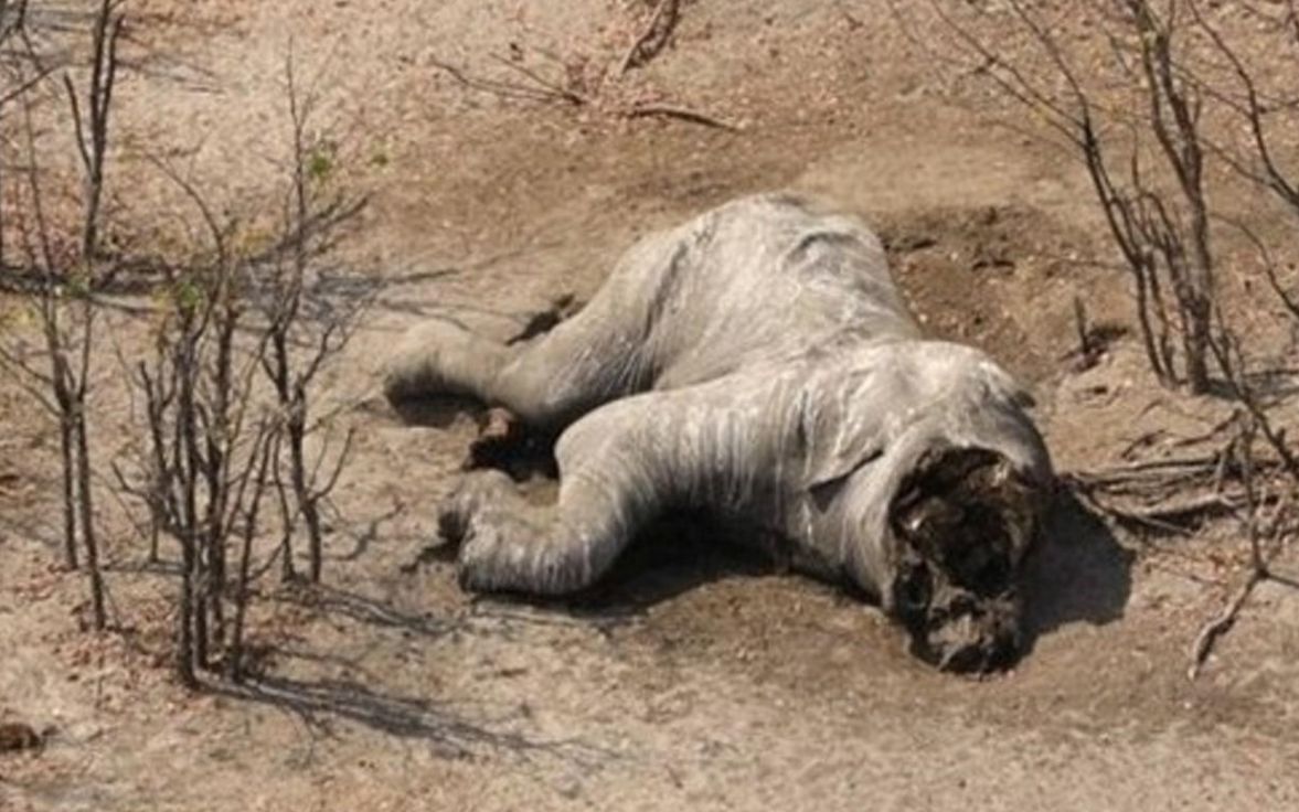 象牙每年长15厘米那么没了象牙会怎样实在太残忍了