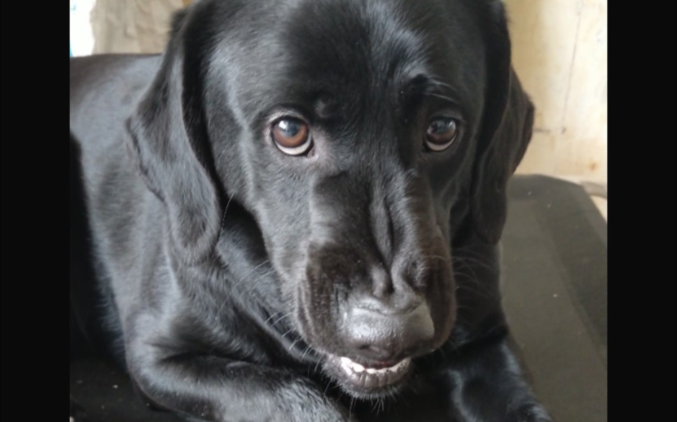 拉布拉多狗子我当时害怕极了我我当时极害怕