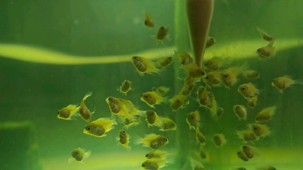 两个多月迷你鹦鹉鱼苗干饭