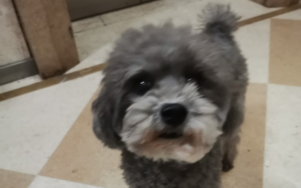 灰色小泰迪的幸福日常 跟着姐姐走 肉肉吃不够 快乐多又多