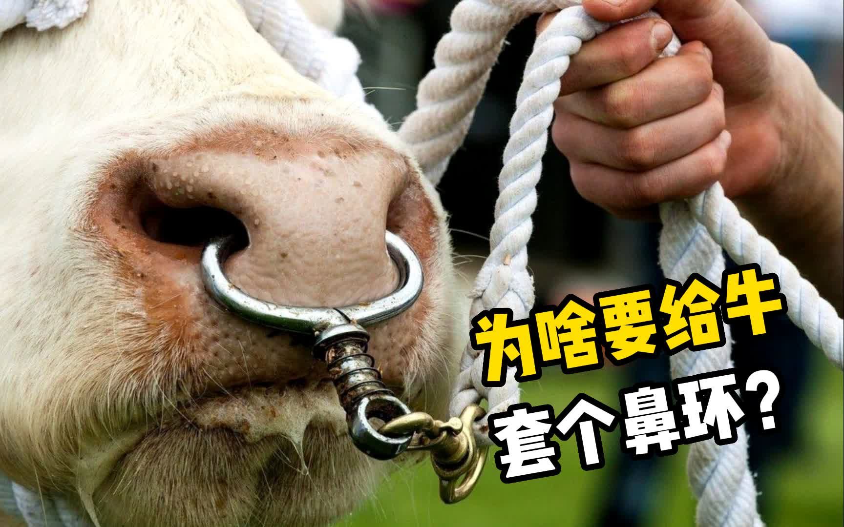 为什么要给牛套个鼻环?其实原因很简单